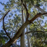 Downed Tree Removal