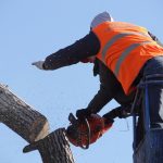 Safe Work Practices for Tree Harvesting and Felling