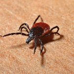 Protecting Yourself from Ticks, Spiders, and Snakes